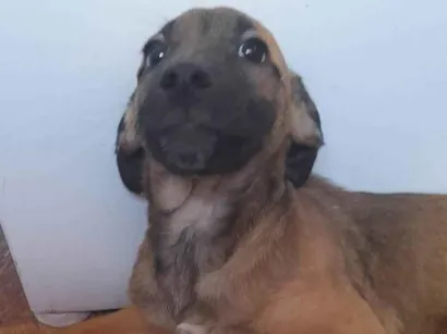 Cachorro raça SRD-ViraLata idade 2 a 6 meses nome Pudim