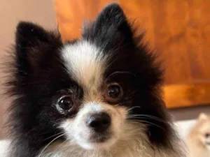Cachorro raça SRD-ViraLata idade 2 anos nome Pipoca