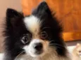 Pipoca