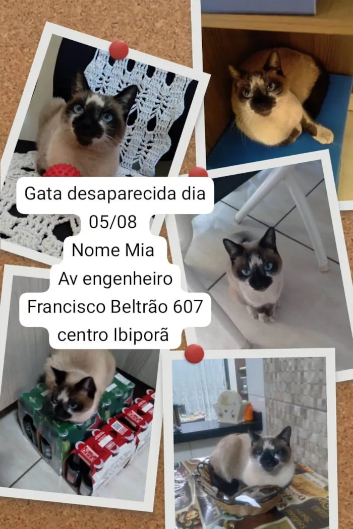 Gato ra a SRD-ViraLata idade 3 anos nome Mia 