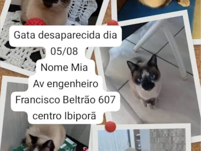 Gato raça SRD-ViraLata idade 3 anos nome Mia 