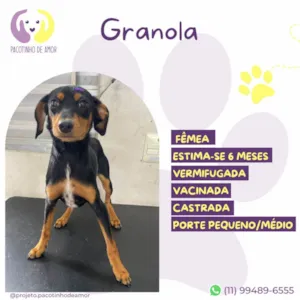 Cachorro raça SRD-ViraLata idade 2 a 6 meses nome Granola