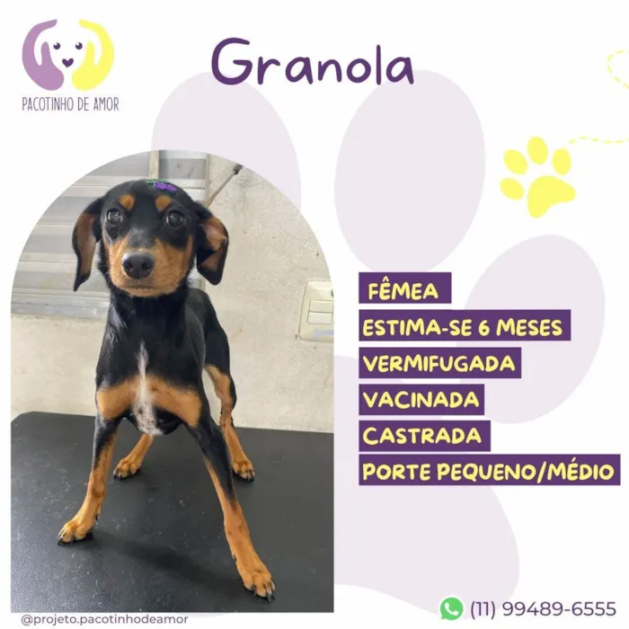 Cachorro ra a SRD-ViraLata idade 2 a 6 meses nome Granola