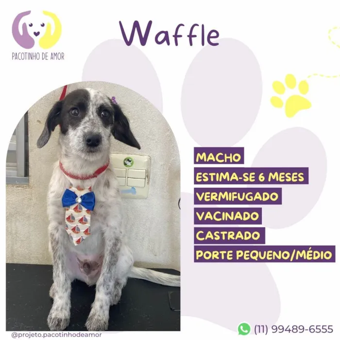 Cachorro ra a SRD-ViraLata idade 2 a 6 meses nome Waffle
