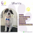 Waffle