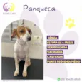 Panqueca