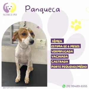 Cachorro raça SRD-ViraLata idade 2 a 6 meses nome Panqueca
