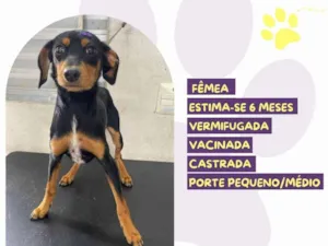 Cachorro raça SRD-ViraLata idade 2 a 6 meses nome Granola