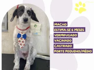 Cachorro raça SRD-ViraLata idade 2 a 6 meses nome Waffle