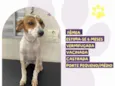 Panqueca
