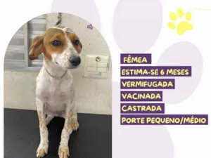 Cachorro raça SRD-ViraLata idade 2 a 6 meses nome Panqueca