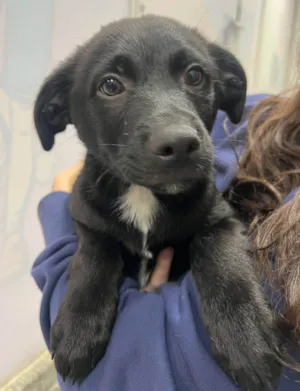 Cachorro raça SRD-ViraLata idade 2 a 6 meses nome Chocolate 