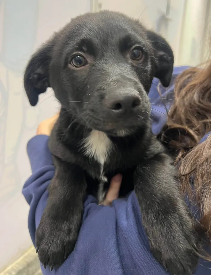 Cachorro ra a SRD-ViraLata idade 2 a 6 meses nome Chocolate 