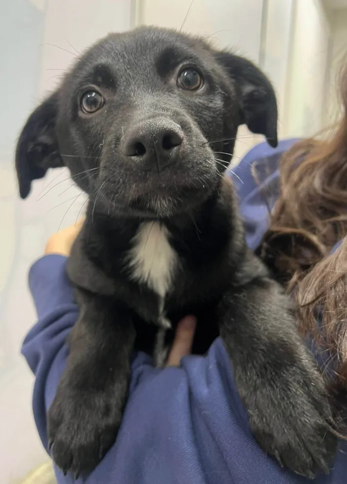 Cachorro ra a SRD-ViraLata idade 2 a 6 meses nome Chocolate 
