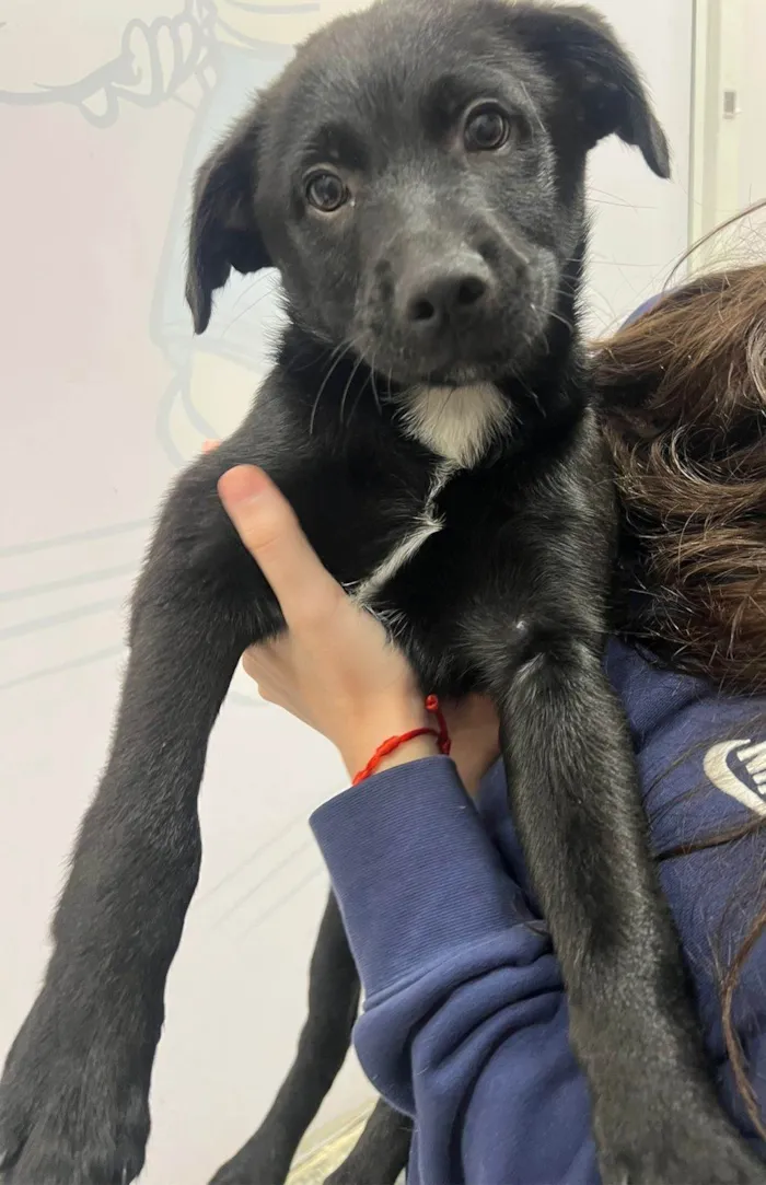 Cachorro ra a SRD-ViraLata idade 2 a 6 meses nome Chocolate 