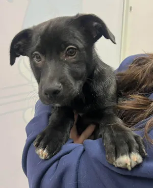Cachorro raça SRD-ViraLata idade 2 a 6 meses nome Churros