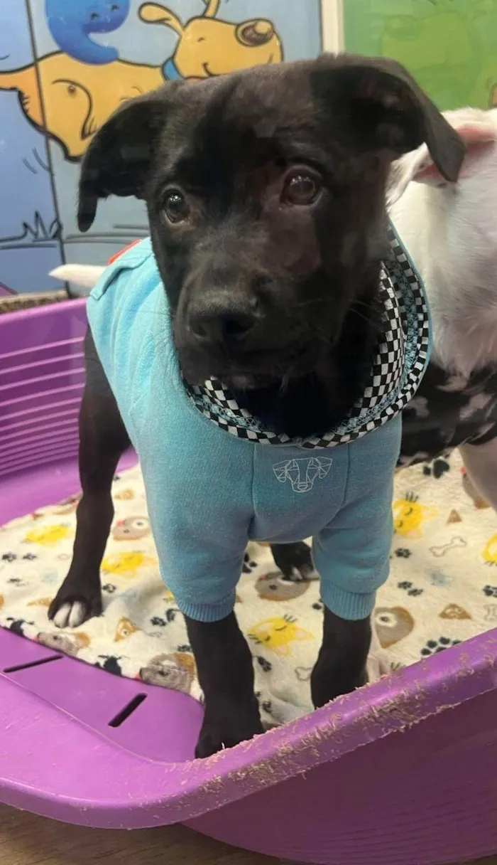 Cachorro ra a SRD-ViraLata idade 2 a 6 meses nome Churros