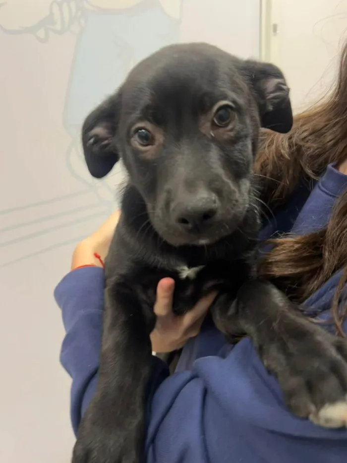 Cachorro ra a SRD-ViraLata idade 2 a 6 meses nome Churros