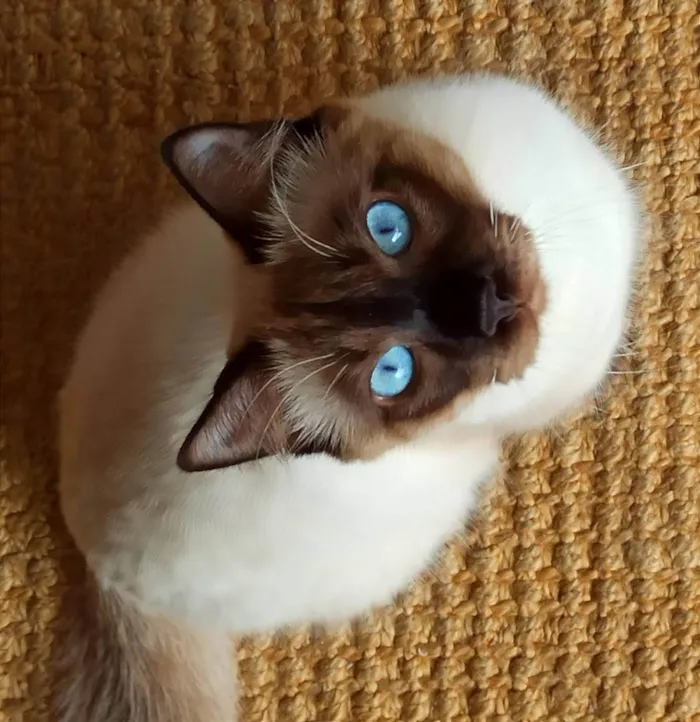 Gato ra a Siamês idade 3 anos nome Charles (Charlinho)