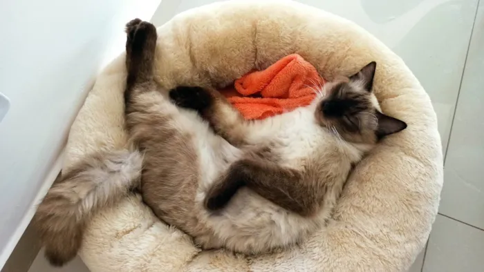 Gato ra a Siamês idade 3 anos nome Charles (Charlinho)