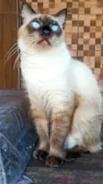 Charles (Charlinho)