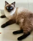 Charles (Charlinho)