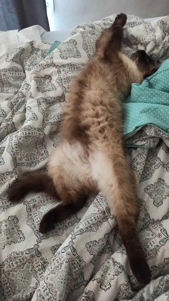 Gato ra a Siamês idade 3 anos nome Charles (Charlinho)