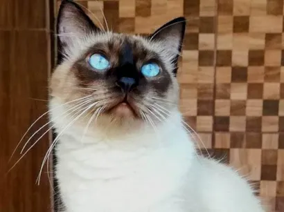 Gato raça Siamês idade 3 anos nome Charles (Charlinho)