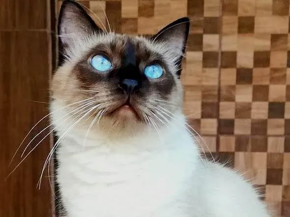 Gato ra a Siamês idade 3 anos nome Charles (Charlinho)