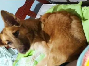 Cachorro raça SRD-ViraLata idade 2 anos nome Missury
