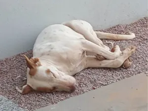 Cachorro raça Pit-Bull idade 1 ano nome Não sei o nome por que eu encontrei na rua 