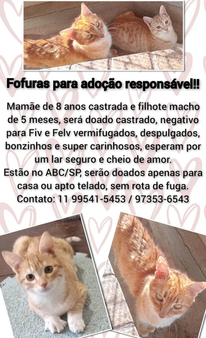 Gato ra a SRD-ViraLata idade 2 a 6 meses nome Filhote e mamãe laranjinhas