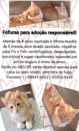 Filhote e mamãe laranjinhas