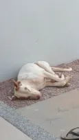 Não sei o nome por que eu encontrei na rua 