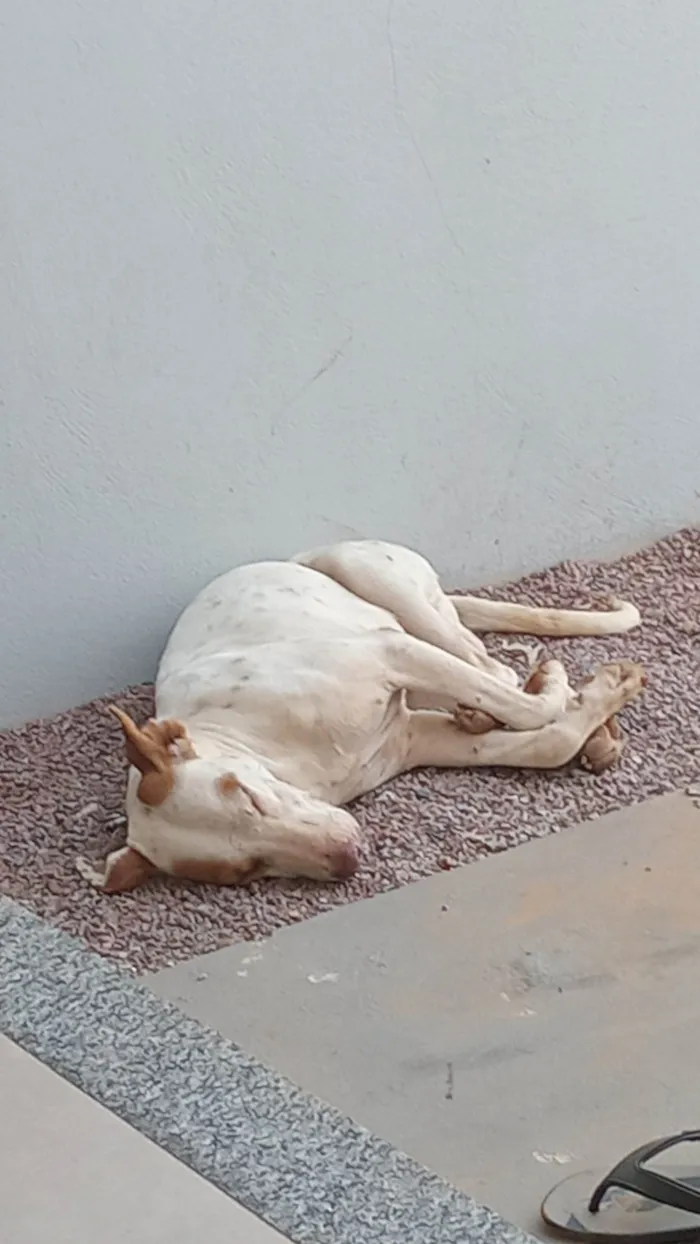 Cachorro ra a Pit-Bull idade 1 ano nome Não sei o nome por que eu encontrei na rua 