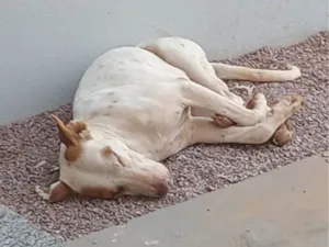 Cachorro raça Pit-Bull idade 1 ano nome Não sei o nome por que eu encontrei na rua 