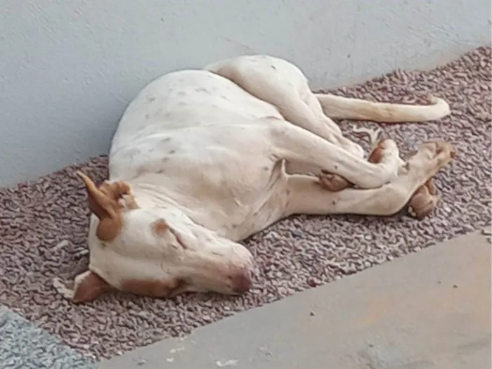 Cachorro ra a Pit-Bull idade 1 ano nome Não sei o nome por que eu encontrei na rua 