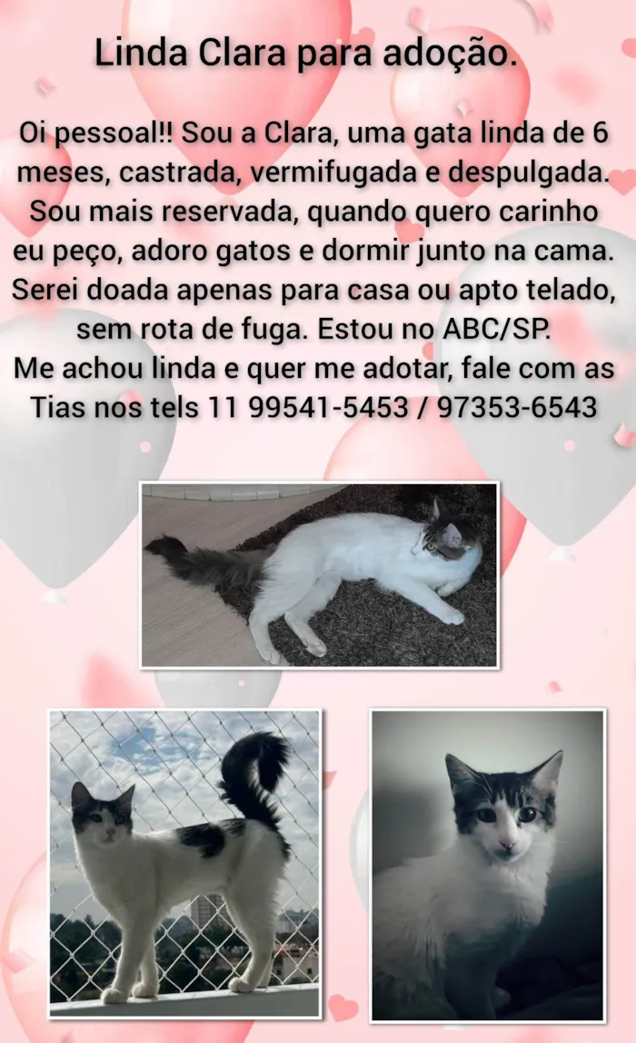 Gato ra a SRD-ViraLata idade 2 a 6 meses nome Clara