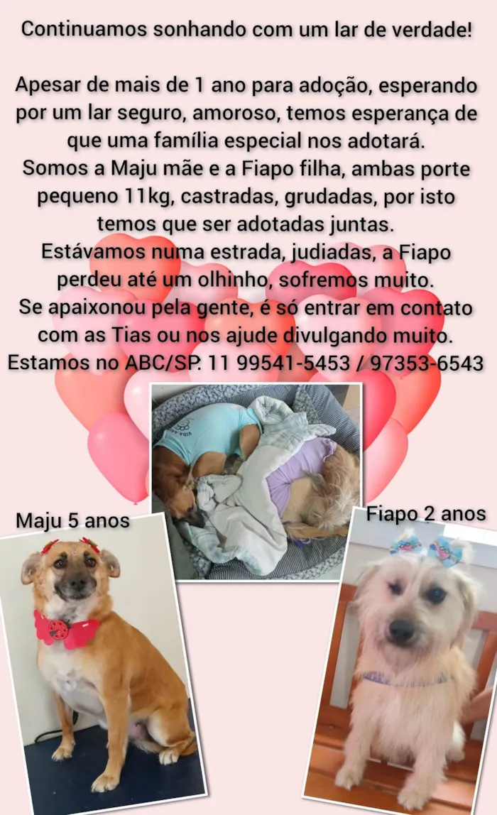 Cachorro ra a SRD-ViraLata idade 2 anos nome Maju e Fiapo