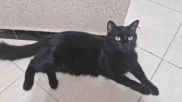 Gato ra a SRD-ViraLata idade 3 anos nome Lucius