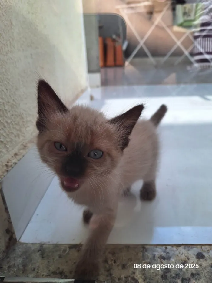 Gato ra a SRD-ViraLata idade 2 a 6 meses nome Sem nome