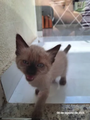 Gato raça SRD-ViraLata idade 2 a 6 meses nome Sem nome