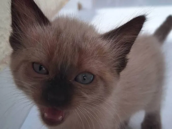 Gato ra a SRD-ViraLata idade 2 a 6 meses nome Sem nome