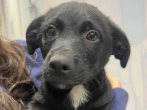 Cachorro raça SRD-ViraLata idade 2 a 6 meses nome Chocolate 