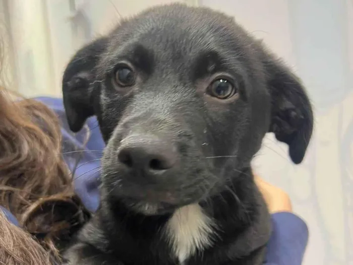 Cachorro ra a SRD-ViraLata idade 2 a 6 meses nome Chocolate 