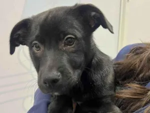 Cachorro raça SRD-ViraLata idade 2 a 6 meses nome Churros