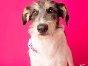 Cachorro raça SRD-ViraLata idade 2 anos nome Nina 