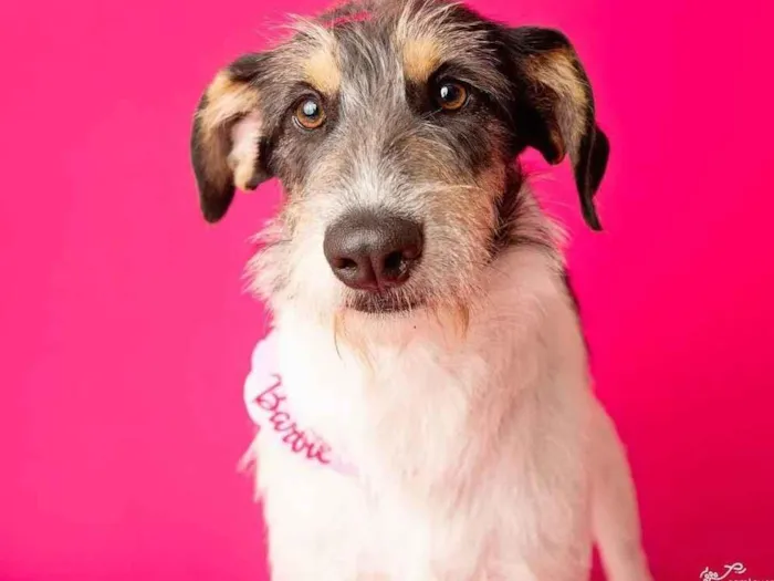 Cachorro ra a SRD-ViraLata idade 2 anos nome Nina 