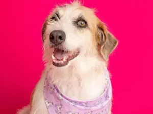 Cachorro raça SRD-ViraLata idade 3 anos nome Emy 