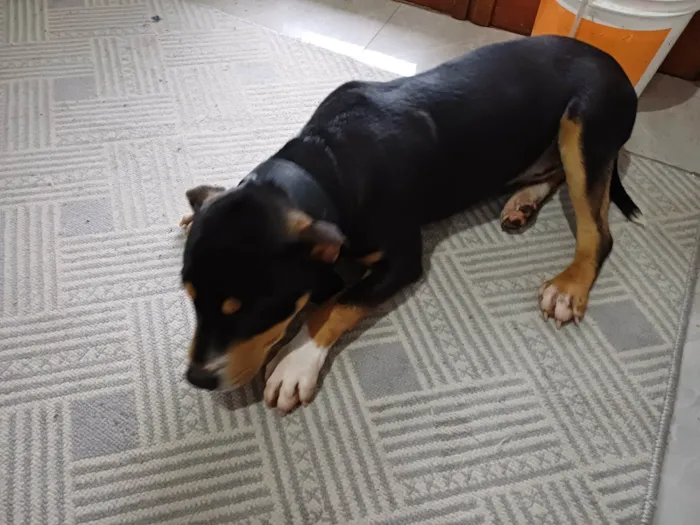Cachorro ra a Pit-Bull idade 7 a 11 meses nome Mamute 